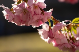 Körsbärsblommor i rosa och vitt